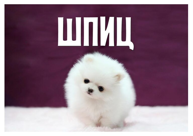 shpiz